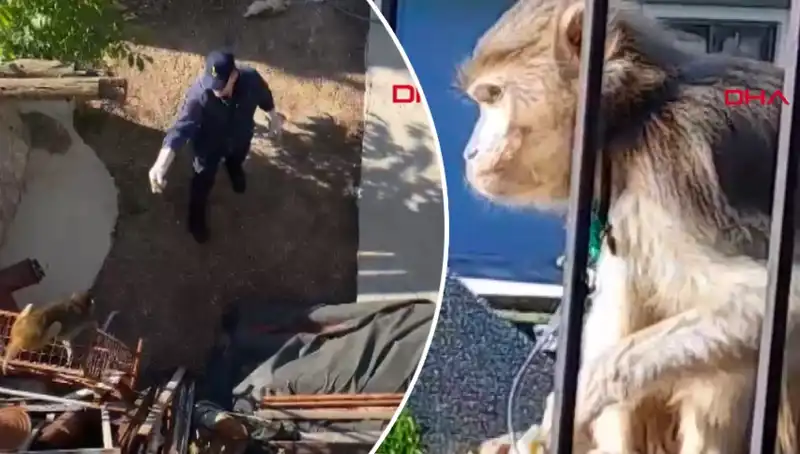 Muğla'da Şaşkınlık Yaratan Maymun Kovalamacasının Detayları