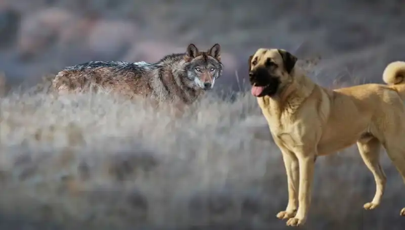 Kangal Köpeklerine Talep Nasıl Artıyor? Kurt Popülasyonundaki Değişim Etkiliyor
