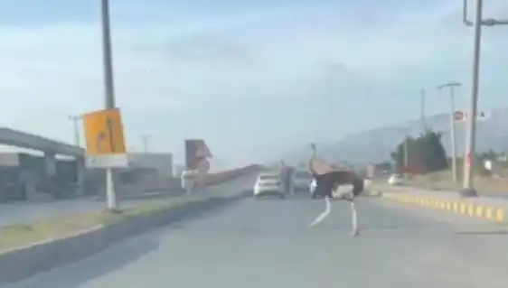 Hatay'da Trafikte Deve Kuşu Görüntülendi, Şaşkınlık Yarattı!