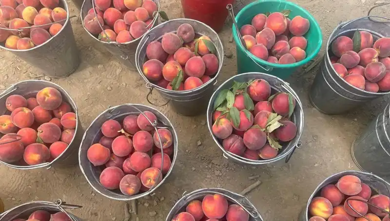 Çiftçilerin Yüzü Güldü! Hasatta Fiyatlar 100 Lira ile Zirveye Ulaştı