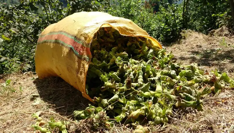 Giresun'da Fındık Hasadı Başladı: Üreticiler Dört Gözle Bekliyordu!