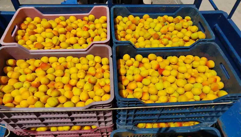İlk Hasat Sonrası Fiyatlar: Çiftçiler 500 TL'den Alıcı Buldu