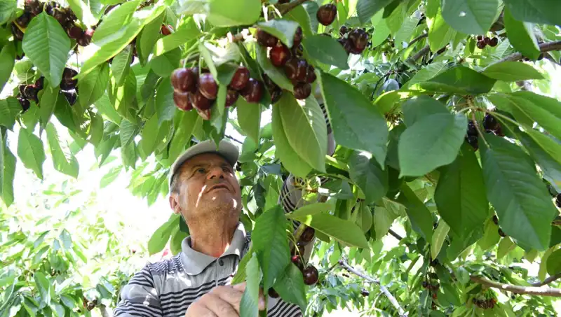 Lapseki Devi: Çay Bardağına Sığmayan Renkli Canlı