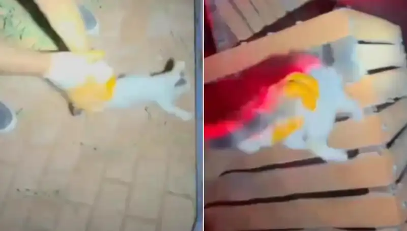 Gece Yarısı İtfaiye Ekiplerinden Kahramanlık: Kayıp Kediye Kurtarma Operasyonu