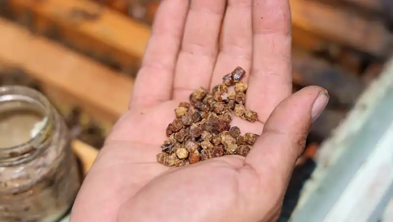 Eskiden Çöpe Atılıyordu, Şimdi Protein Kaynağı Olarak 3 Bin TL’den Satılıyor!