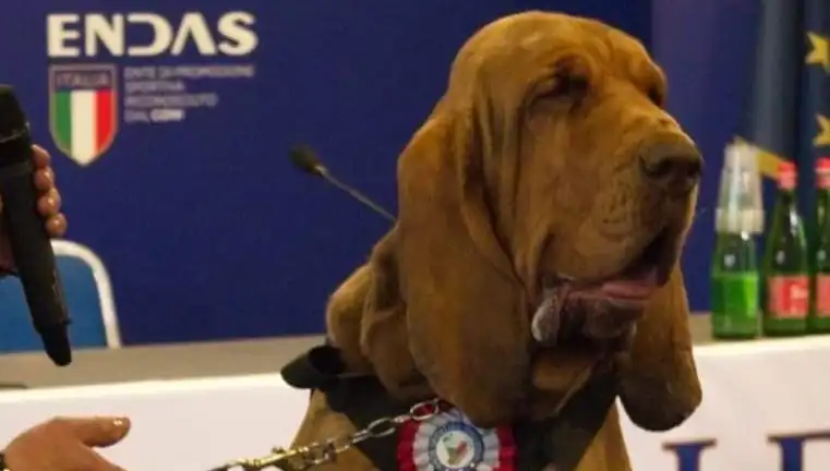 Arama Köpeğine Suikast: Çivili Sosisle Gerçekleşen Korkunç Saldırı
