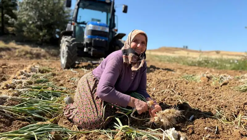Selenyum Mucizesi: Günlük 1200 Liraya Tarladan Toplanan Yerli Ürün