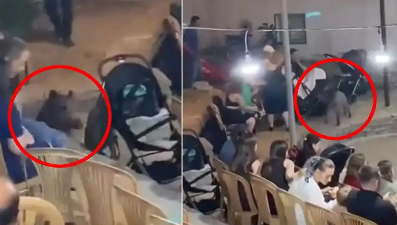 Yaban Domuzunun Düğüne Girmesi Panik Yarattı: Konuklar Ne Yapacağını Şaşırdı!