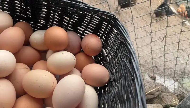 Okulların Açılmasıyla Birlikte Dünyanın En Ucuz Proteini Nedir?