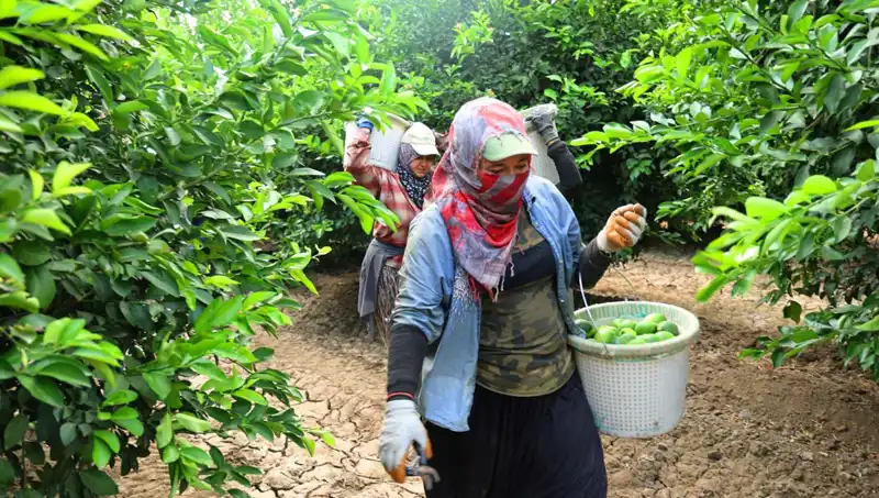 Market Fiyatları Neden Yükseldi? İlk Hasatla Düşüş Bekleniyor!