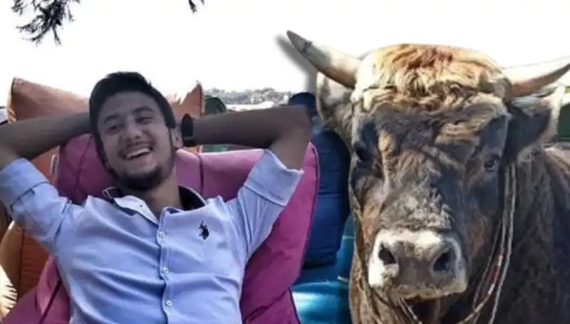 Aydın'da Güreş Boğası Öldü, Tarımcılar Ne Yapacak?