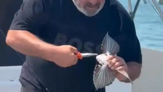 Saros Koyu’nda Nadir Kırlangıç Balığı Oltaya Takıldı: Balıkçıları Şaşırttı!
