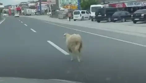 Yalova'da Kurbanlık Hayvan Kaçışı, Trafiği Felç Etti